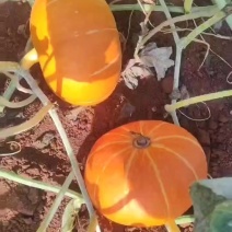 红南瓜红板栗南瓜