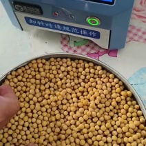 东北黄豆