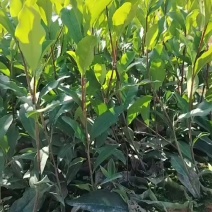 白叶单枞杯苗正宗蜜兰香苗壮根系发达易成活适应性强基地直发