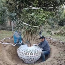 丛生地笼桂花树，2一3米冠幅大量供应，欢迎订购