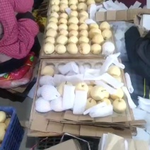 陕西蒲城优质库存贡梨大量供货中