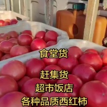 献县西红柿，食堂货，赶集货，大量上市，全国发货，欢迎进店