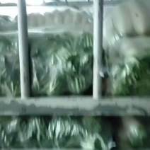 天门白箩卜