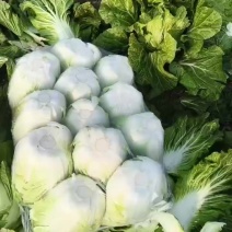 精品大白菜继续热销中