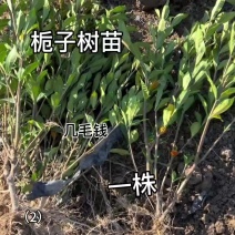 栀子树苗