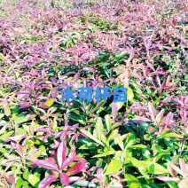 木荷杯苗大量供应
