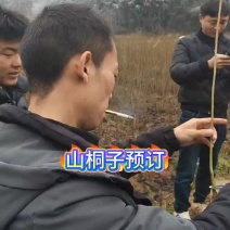 山桐子预订