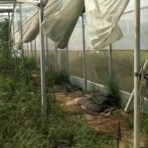 江西抚州大棚便宜出租，种玉米包销售