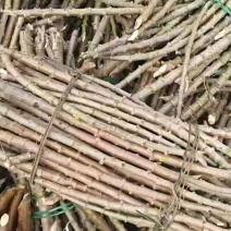 黄心木薯种苗