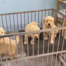 金毛