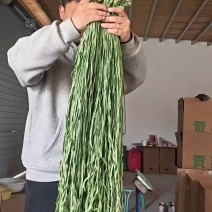 一二三级贡菜