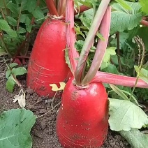 红皮萝卜
