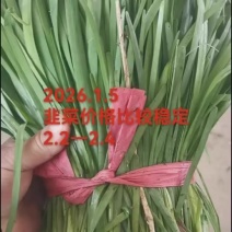 大叶韭菜，