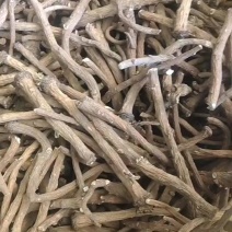 蒲公英根，炒茶专用，