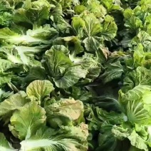 精品大白菜继续走货中