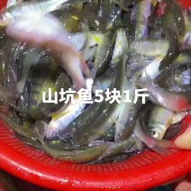 山坑鱼5块1斤溪水山坑杂鱼油炸香煎下小鱼小虾
