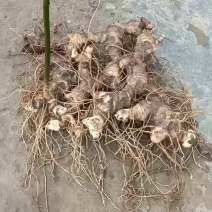 黄精