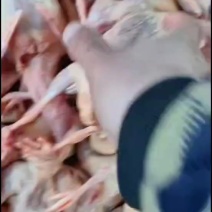 粮食鸽子