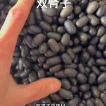 双肾子中药材石莲子肾宝丹黑子肾果滋补养生苦石莲子果