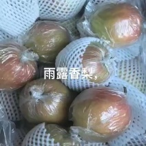 玉露香梨