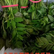 大棚反季节种植香椿芽儿头茬供应