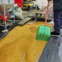 高杆不倒苗黄精种子