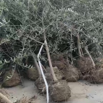 3公分油橄榄
