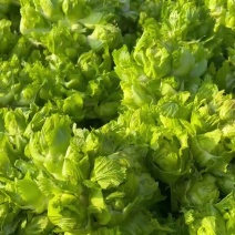 四川精品儿菜，无限量供应