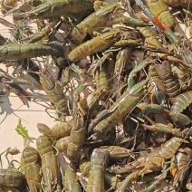 澳洲蓝龙虾