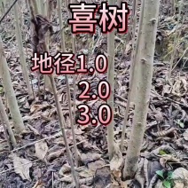 喜树