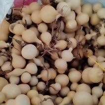 天津嘴葫芦