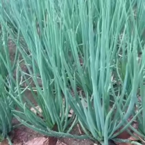 小香葱