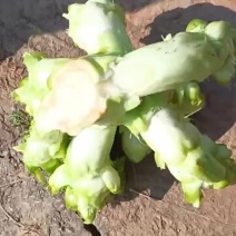 儿菜