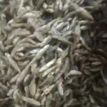 油炸中麦穗鱼，香脆可口，好吃不苦，价格实惠，欢迎围观
