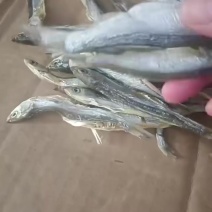 小盐条子，新鲜度好，价格便宜，欢迎大家咨询