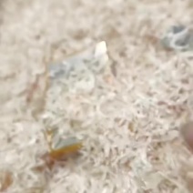 纯淡干无盐虾皮，味道鲜美，十成干，雪白雪白