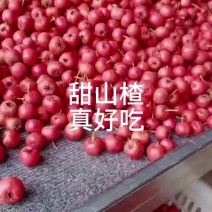 精品甜红子山楂中大果口味香甜产地直发烂果包赔