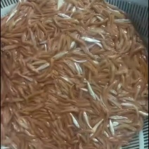金丝草鱼苗