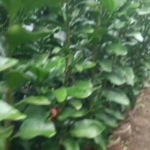 金秋苗
