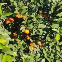 【正宗福安高山沙糖桔】无籽皮薄表皮颜色上乘产地代收质量