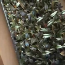 黑金刚穴苗