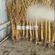 佛肚竹