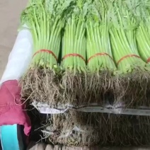 精品一级茼蒿，小捆，质量非常棒，有需要老板联系
