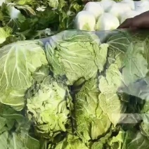 大白菜继续热销中