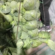 河北暖棚精品甘蓝，大量有货，全国可发，产地直供。