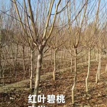 红叶碧桃