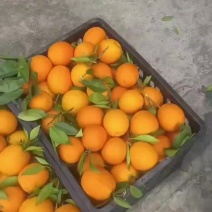 血橙