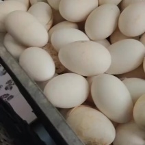 我要卖鹅蛋