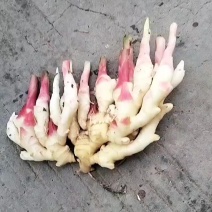 小黄姜批发