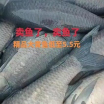 大青鱼